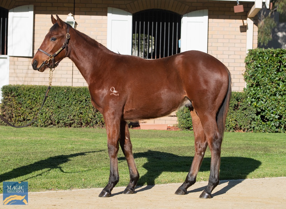 Spill the Beans (AUS) / Love of Liberty (AUS) 2019 Colt - photo 1