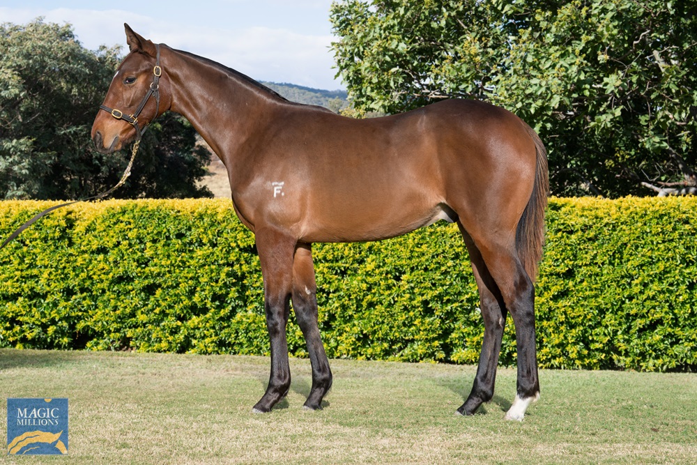 Mikki Isle (JPN) / Umagal (AUS) 2019 Colt - photo 1