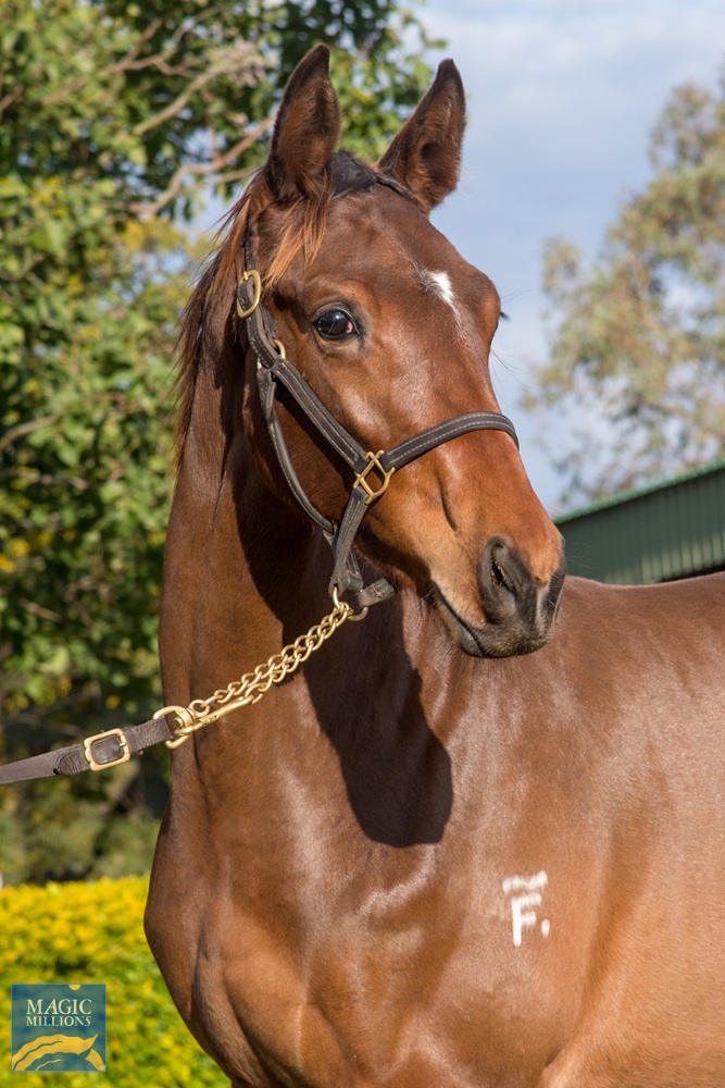 Mikki Isle (JPN) / Umagal (AUS) 2019 Colt - photo 2