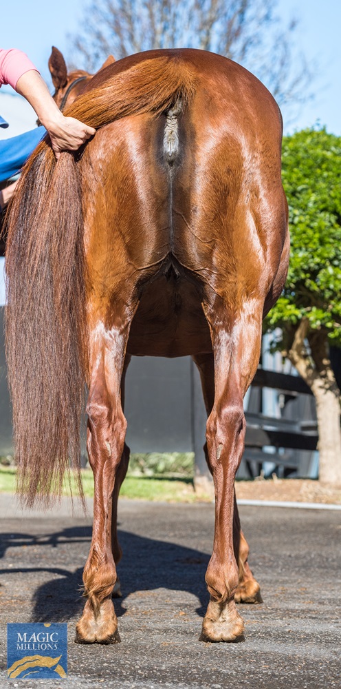 Dreams and Wishes (AUS) - photo 4