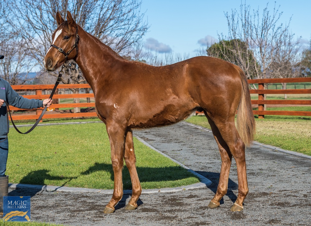 Deep Field (AUS) / Rock Robster (AUS) 2019 Colt - photo 1