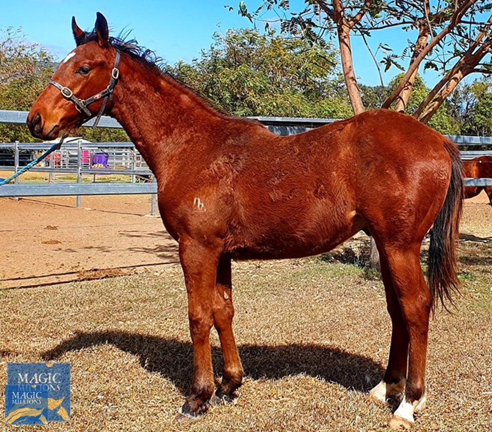 All Too Hard (AUS) / Vela (AUS) 2019 Colt - Image 1