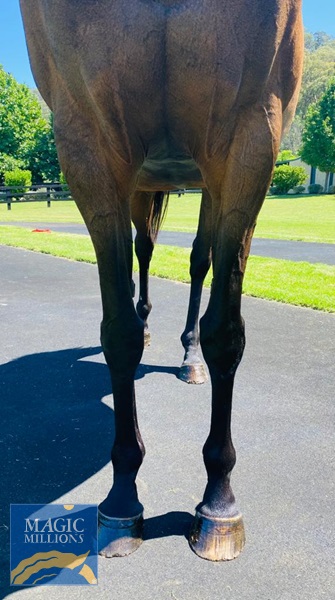 Rose 2.jpg - Image 2