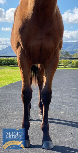 Dream Free 20 Fronts.jpg - Image 3