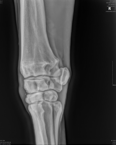 BNJ Equine Vets Radiograph 02092021 Call Me Bel.jpg - Report 2