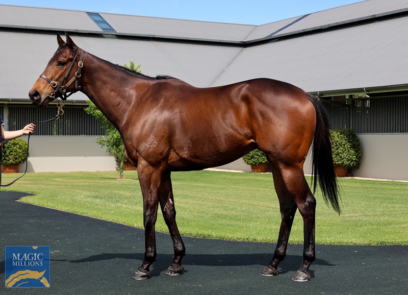 Free Rider Conformation.jpg - Image 4