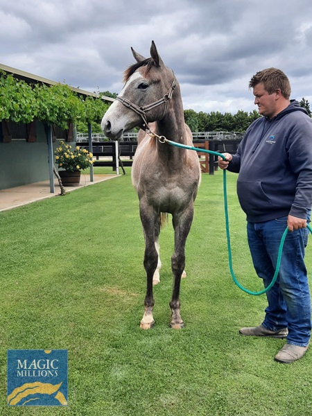 Chausson Dore Colt - 1.jpg - Image 2