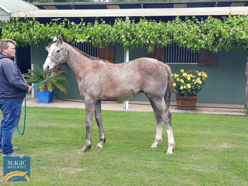 Chausson Dore Colt.jpg - Image 3