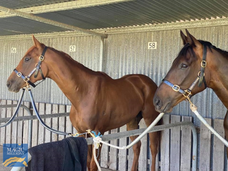 Ollie 2.jpg - Image 3