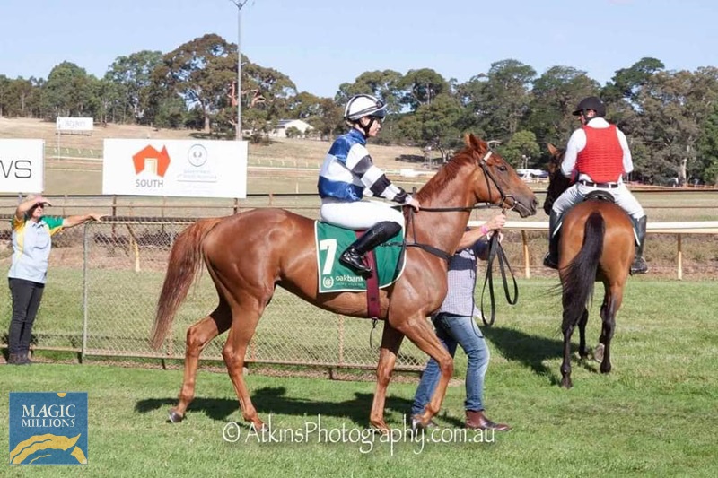 Ollie 7.jpg - Image 4