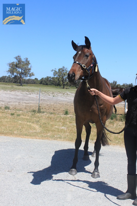 JOYOUS (1).jpg - Image 1