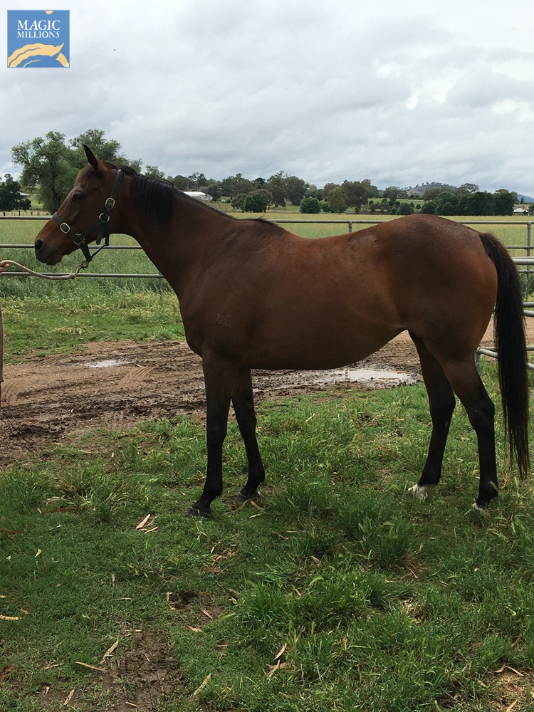 Star of Destiny (AUS) - Image 1
