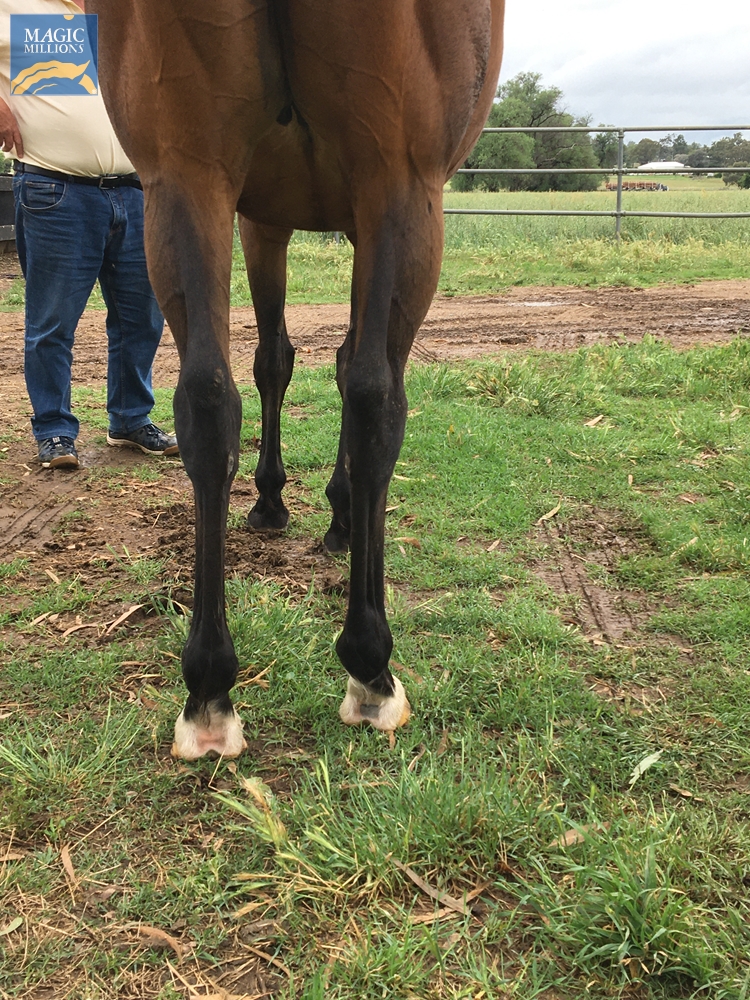 Star of Destiny (AUS) - Image 2