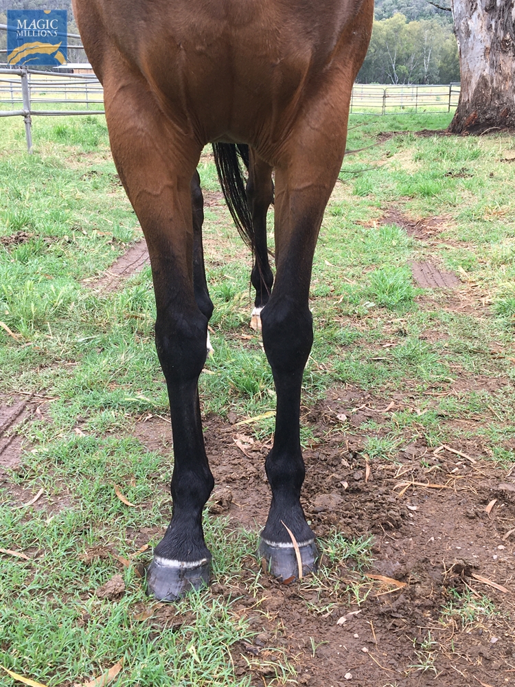 Star of Destiny (AUS) - Image 3