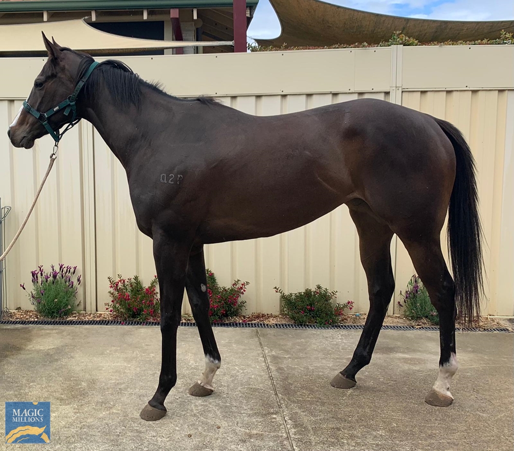 City Cruiser (AUS) - Image 1