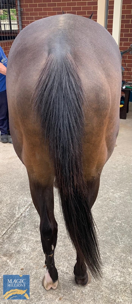 City Cruiser (AUS) - Image 2