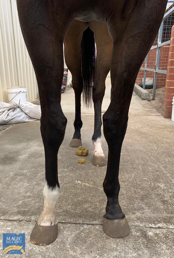 City Cruiser (AUS) - Image 4