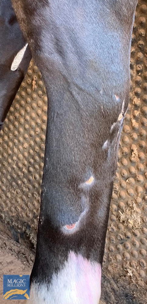 City Cruiser (AUS) - Image 5