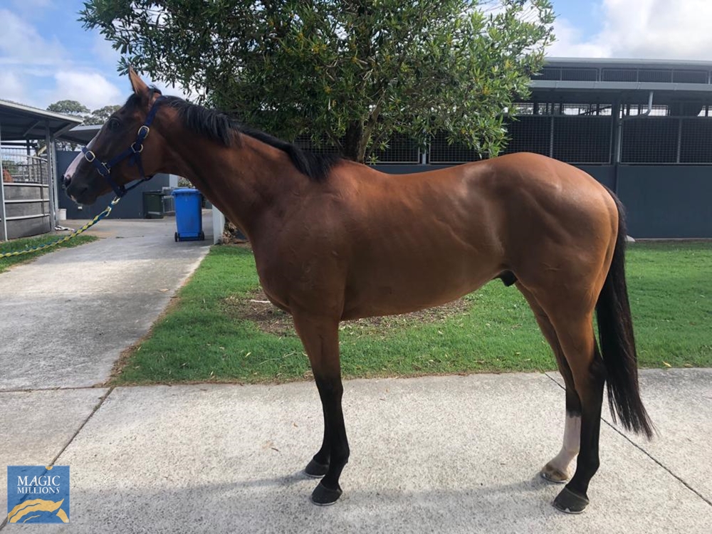 Mr Wong (AUS) - Image 1