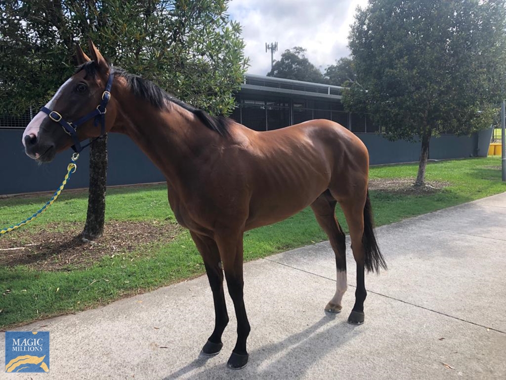 Mr Wong (AUS) - Image 2