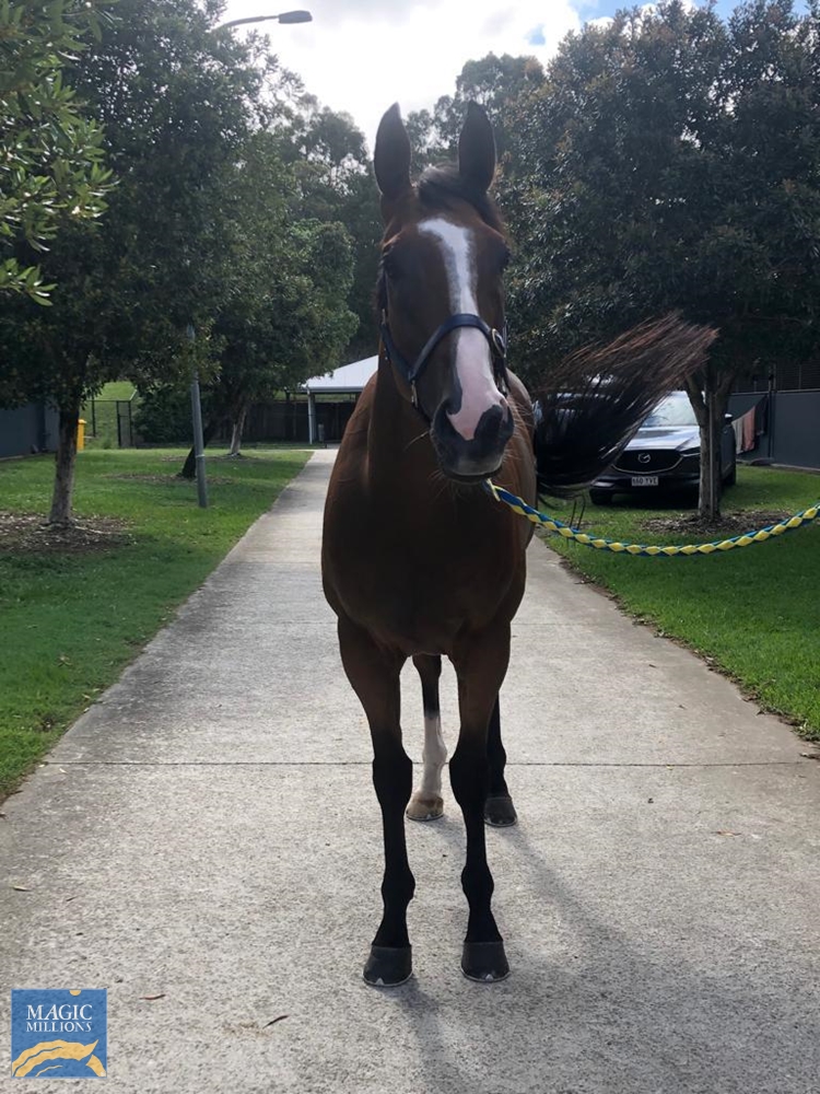 Mr Wong (AUS) - Image 3