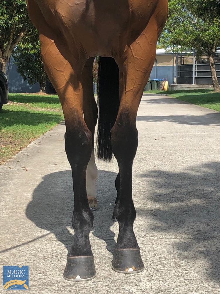 Mr Wong (AUS) - Image 4