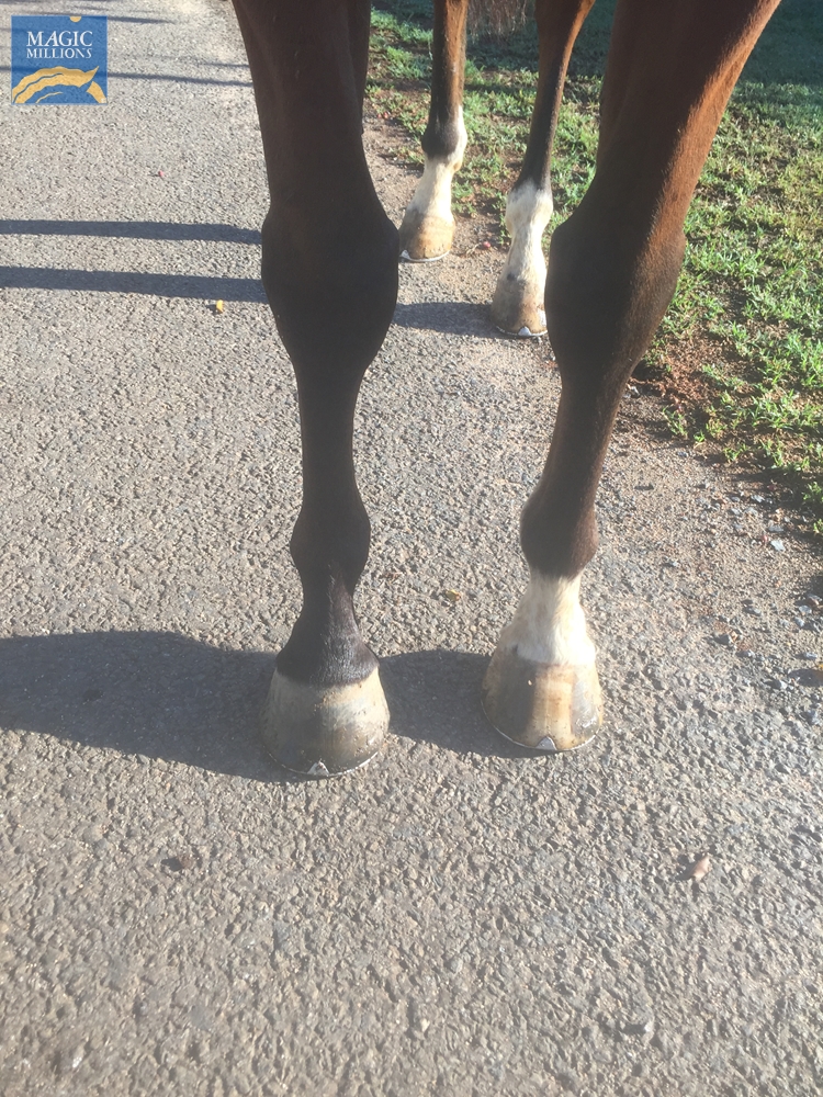 Gaelic (AUS) - Image 1