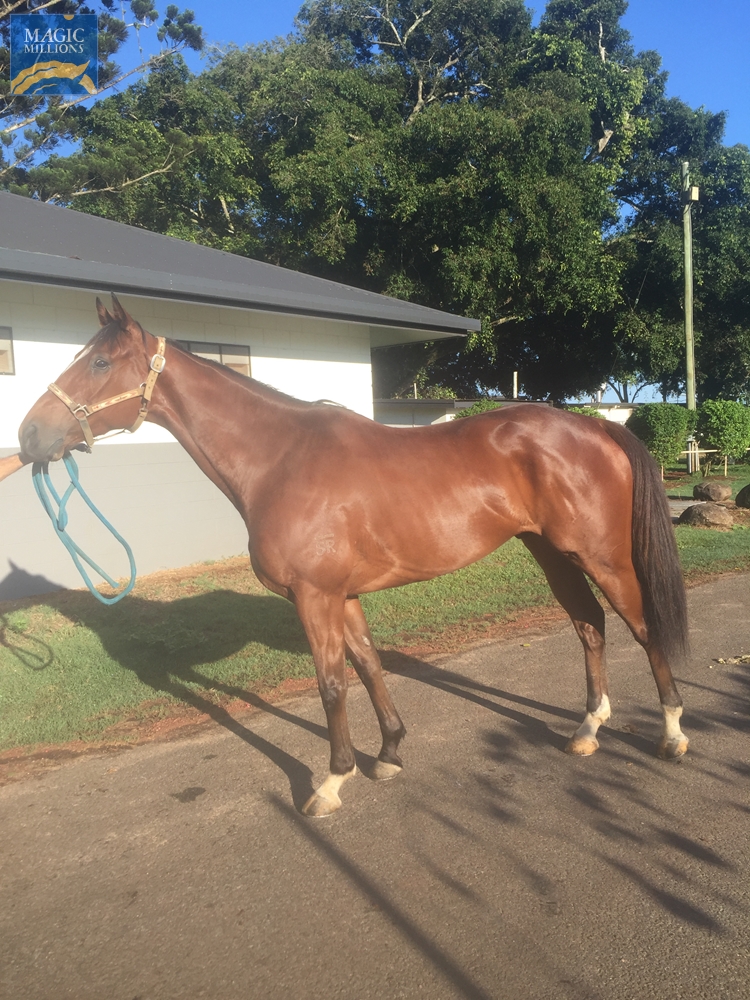 Gaelic (AUS) - Image 2