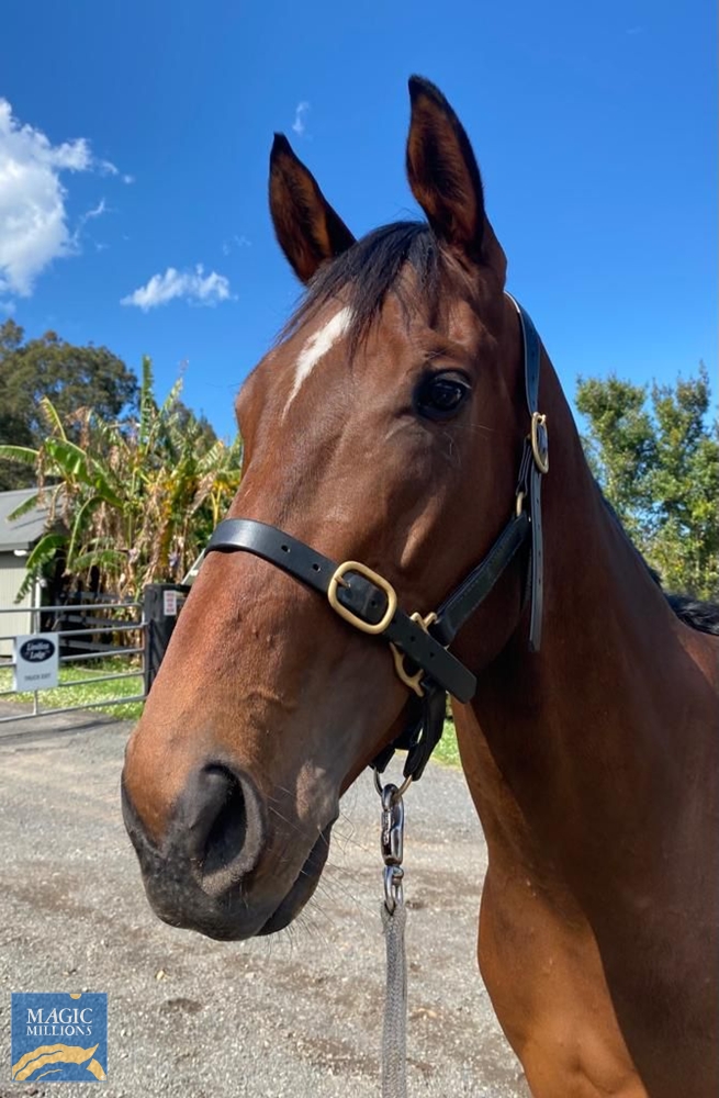 How Do You Sleep (AUS) - Image 2