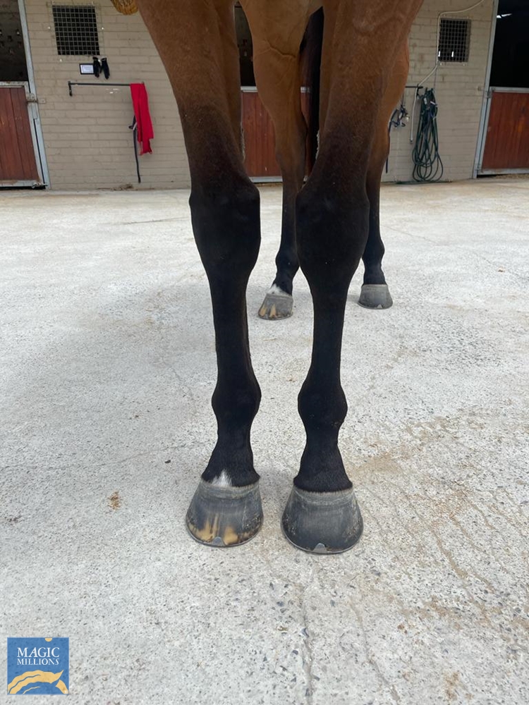 Good Chat (AUS) - Image 2