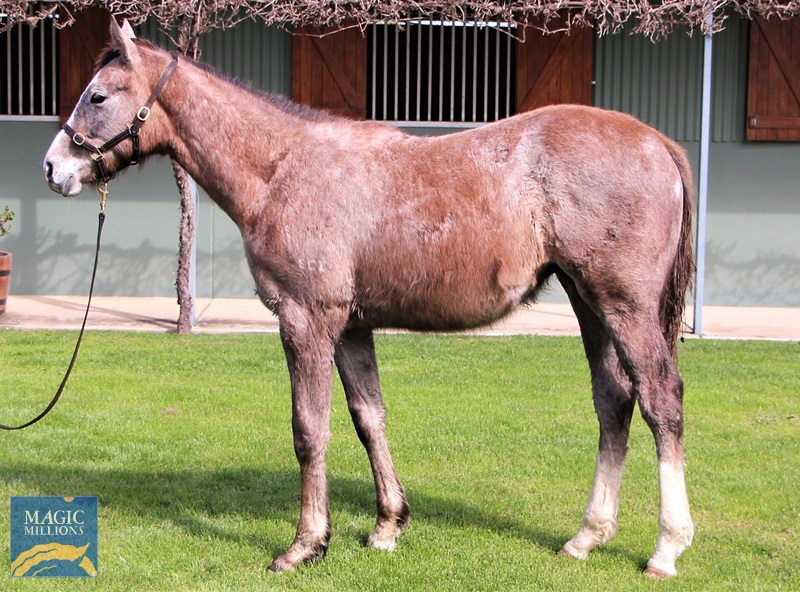 Chausson Dore Colt - 2.jpg - Image 3