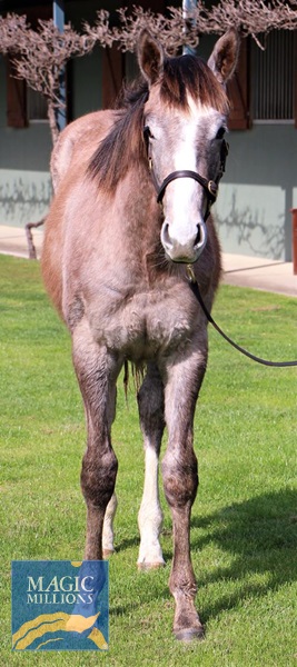 Chausson Dore Colt - 3.jpg - Image 4