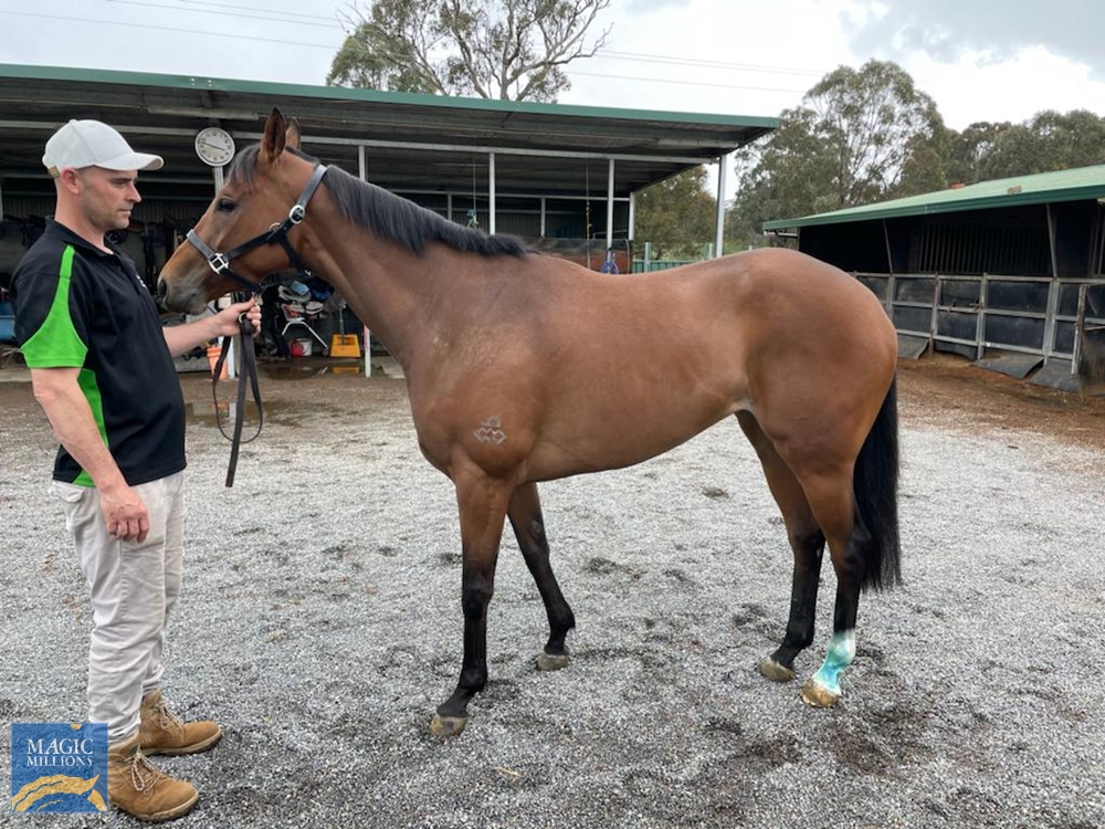Redoute's Choice (AUS) / African Piano (JPN) 2017 M - Image 1