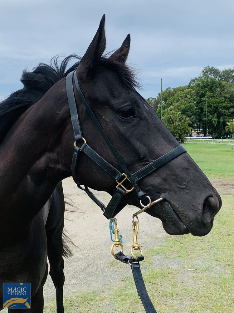 Kercharmer (AUS) - Image 2