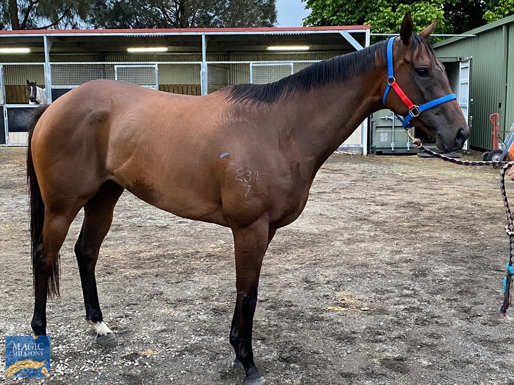 Grand Palazzo (NZ) - Image 1