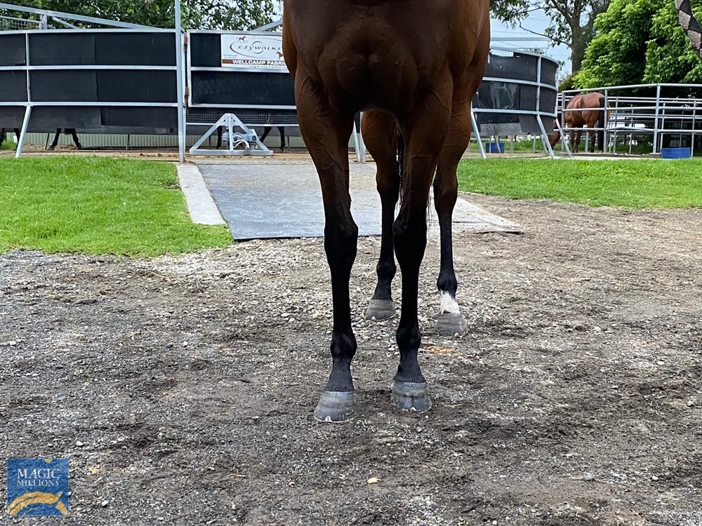 Grand Palazzo (NZ) - Image 2