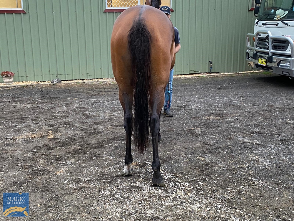 Grand Palazzo (NZ) - Image 3