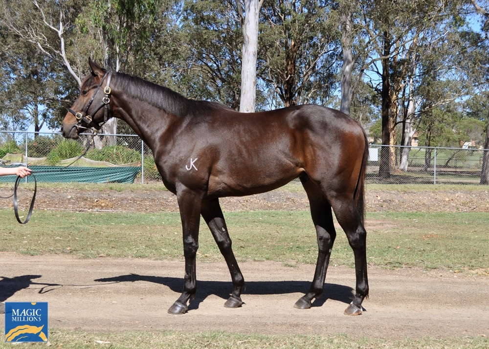 Divine Prophet (AUS) / Gran Bella (NZ) 2019 Colt - Image 1