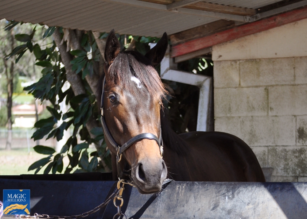 Divine Prophet (AUS) / Gran Bella (NZ) 2019 Colt - Image 2