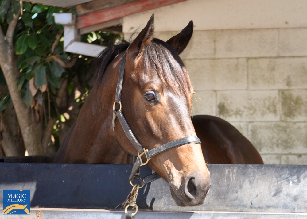 Divine Prophet (AUS) / Gran Bella (NZ) 2019 Colt - Image 3