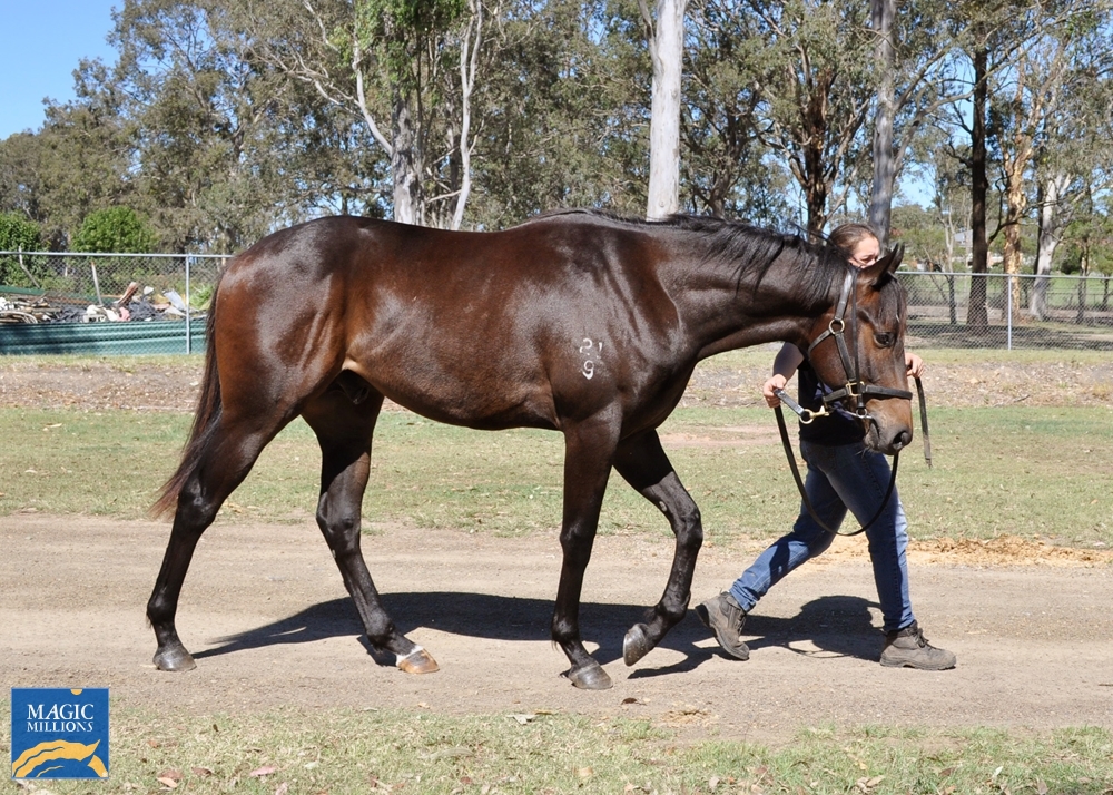 Divine Prophet (AUS) / Gran Bella (NZ) 2019 Colt - Image 4