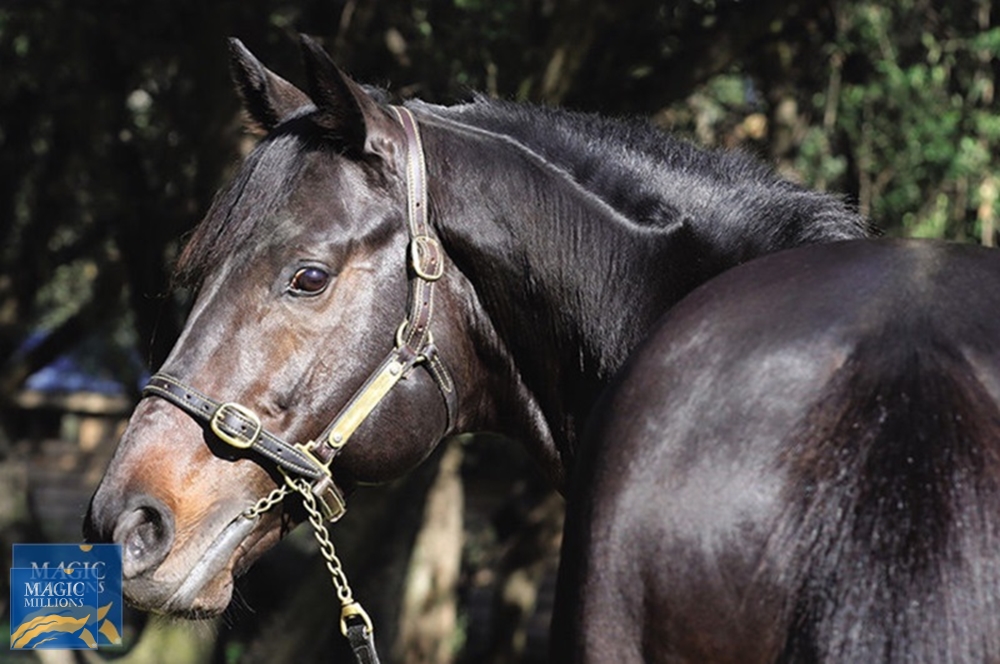 Last Typhoon (AUS) - Image 2