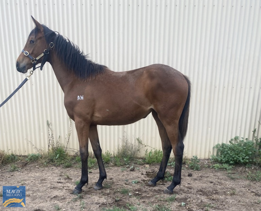 Inference (AUS) / Inka Dinka Doo (AUS) 2020 Filly - Image 2