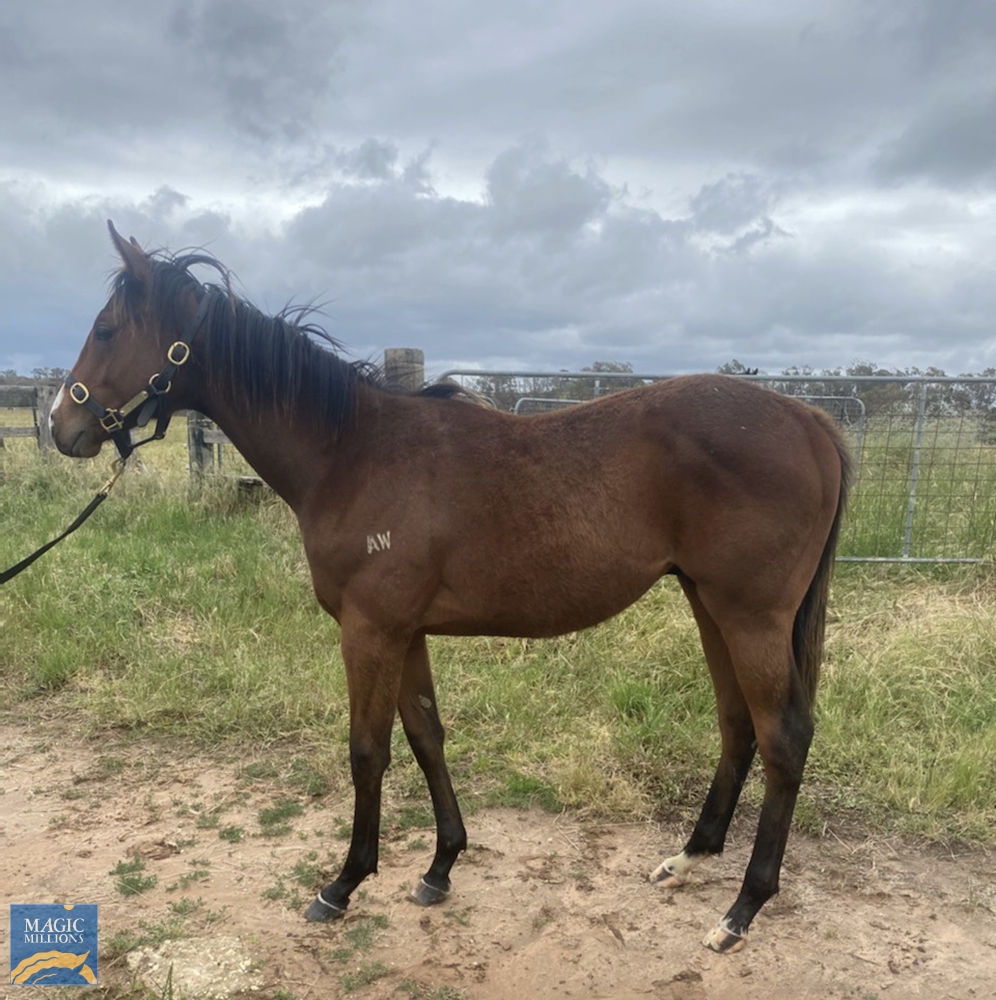 Inference (AUS) / Mining (AUS) 2020 Colt - Image 2