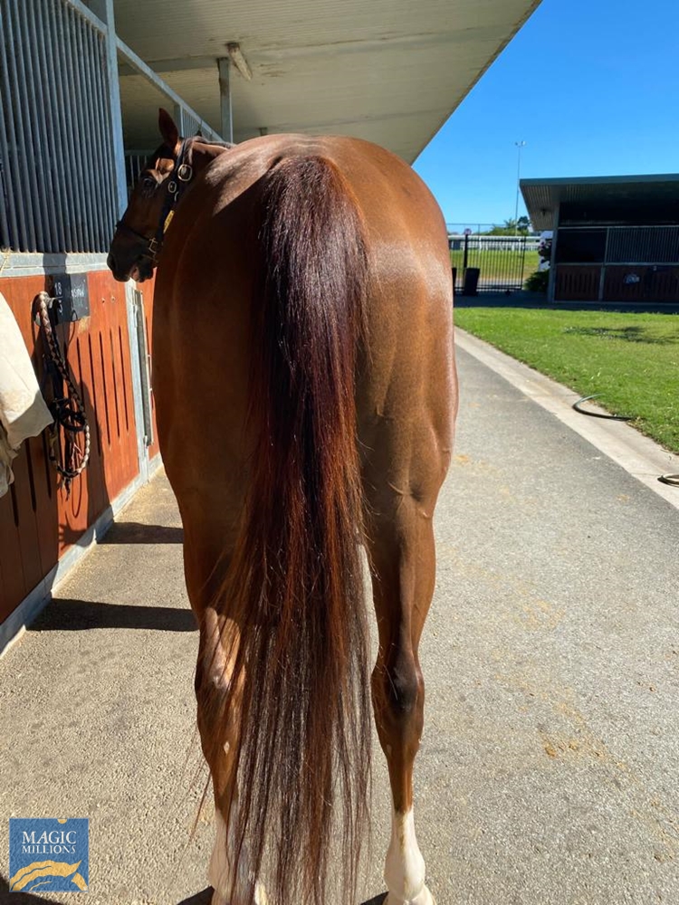 Triptonic (AUS) - Image 4