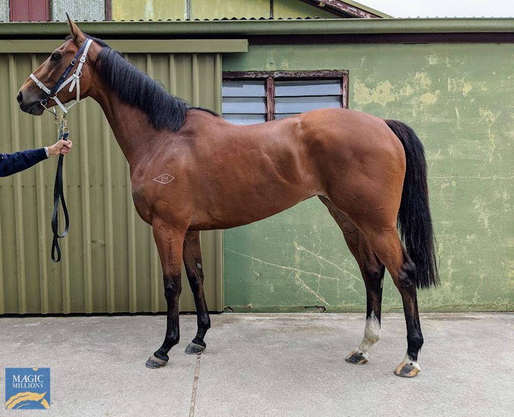 Brazen Eagle (AUS) - Image 1