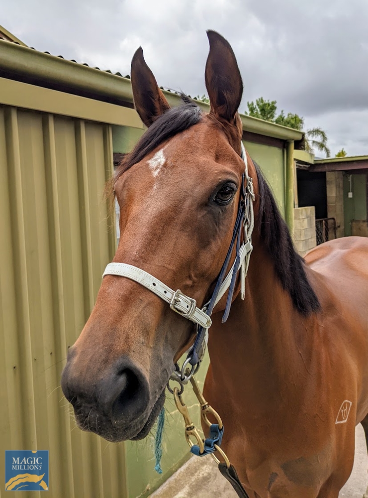 Brazen Eagle (AUS) - Image 2