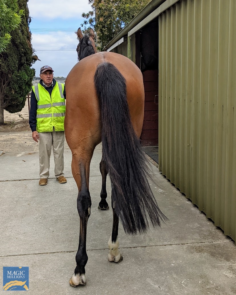 Brazen Eagle (AUS) - Image 4