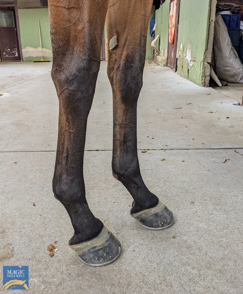 Brazen Eagle (AUS) - Image 5