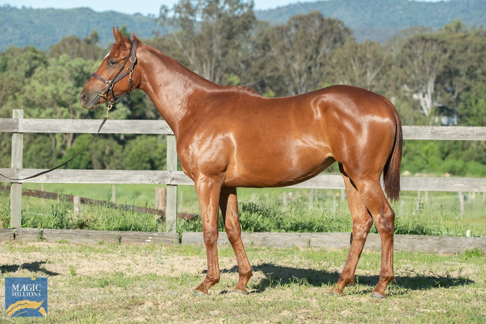 Spieth (NZ) / Bella Demure (AUS) 2019 Filly - Image 1